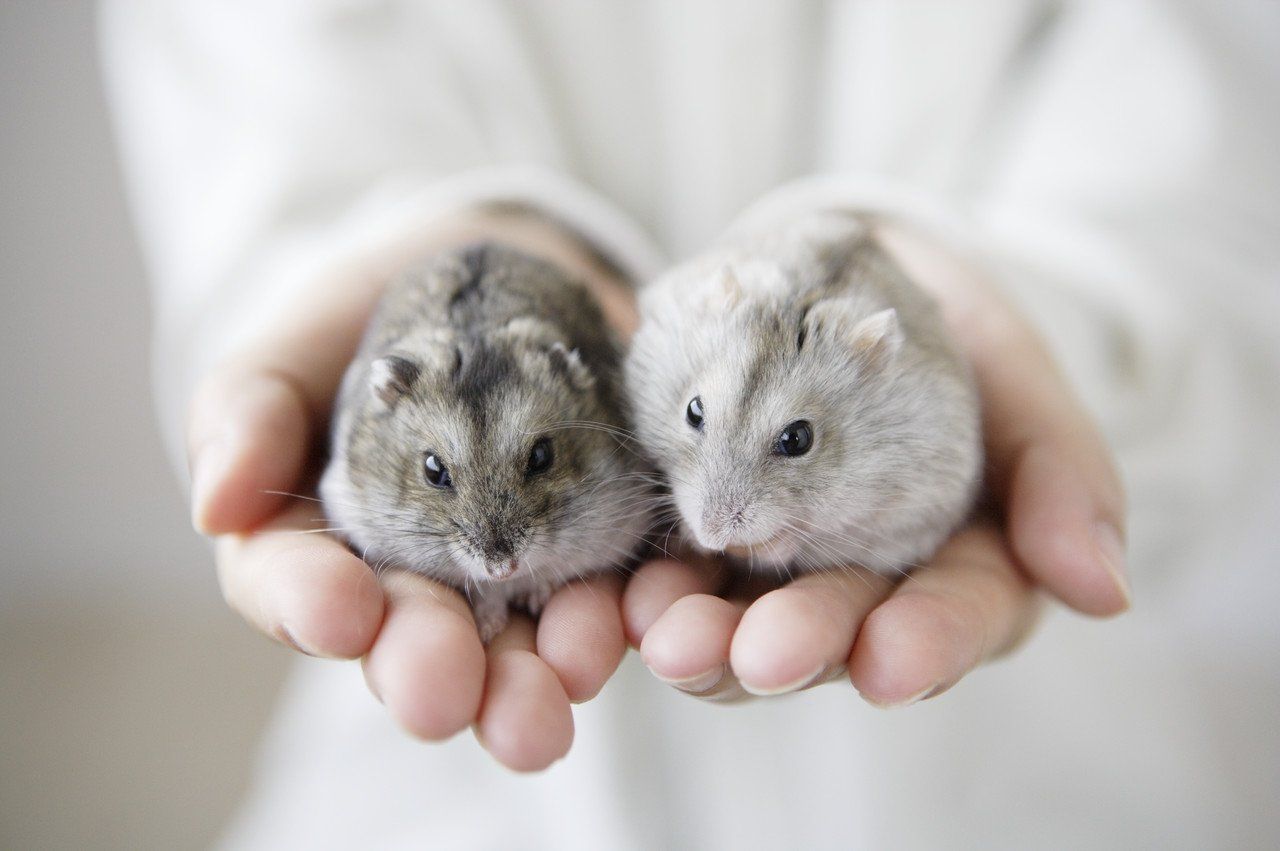 Sie haben Schwirigkeiten mit dem Transpor