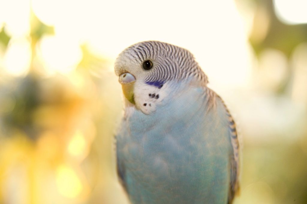  Fachpersonal hilft Ihnen bei allen Fragen rund um Haltung, Pflege und Auswahl.
