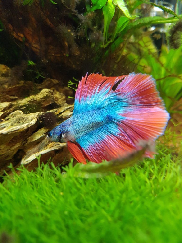 Beratung startet beim Wasserwertetest und endet beim