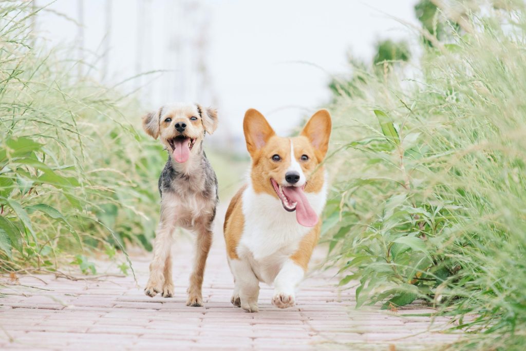 Pembroke Welsh Corgi und brauner Hund laufen zwischen Gräsern