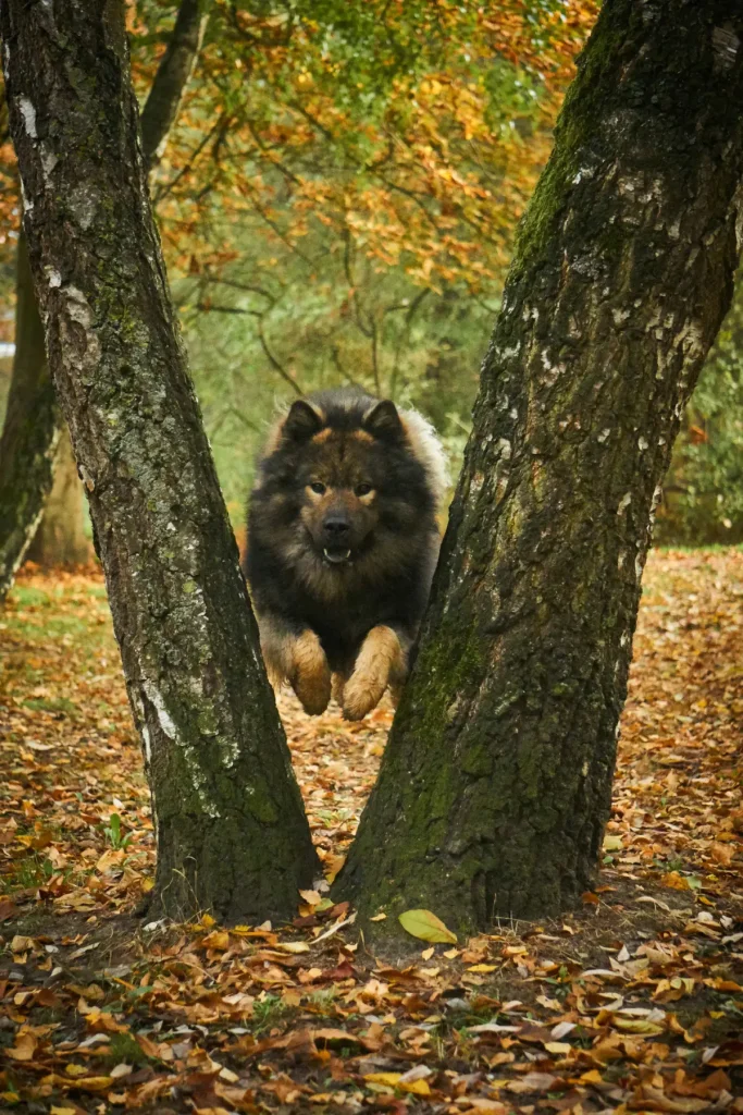 Vom Welpen bis zum Seniorhund: Bei uns finden Sie alles