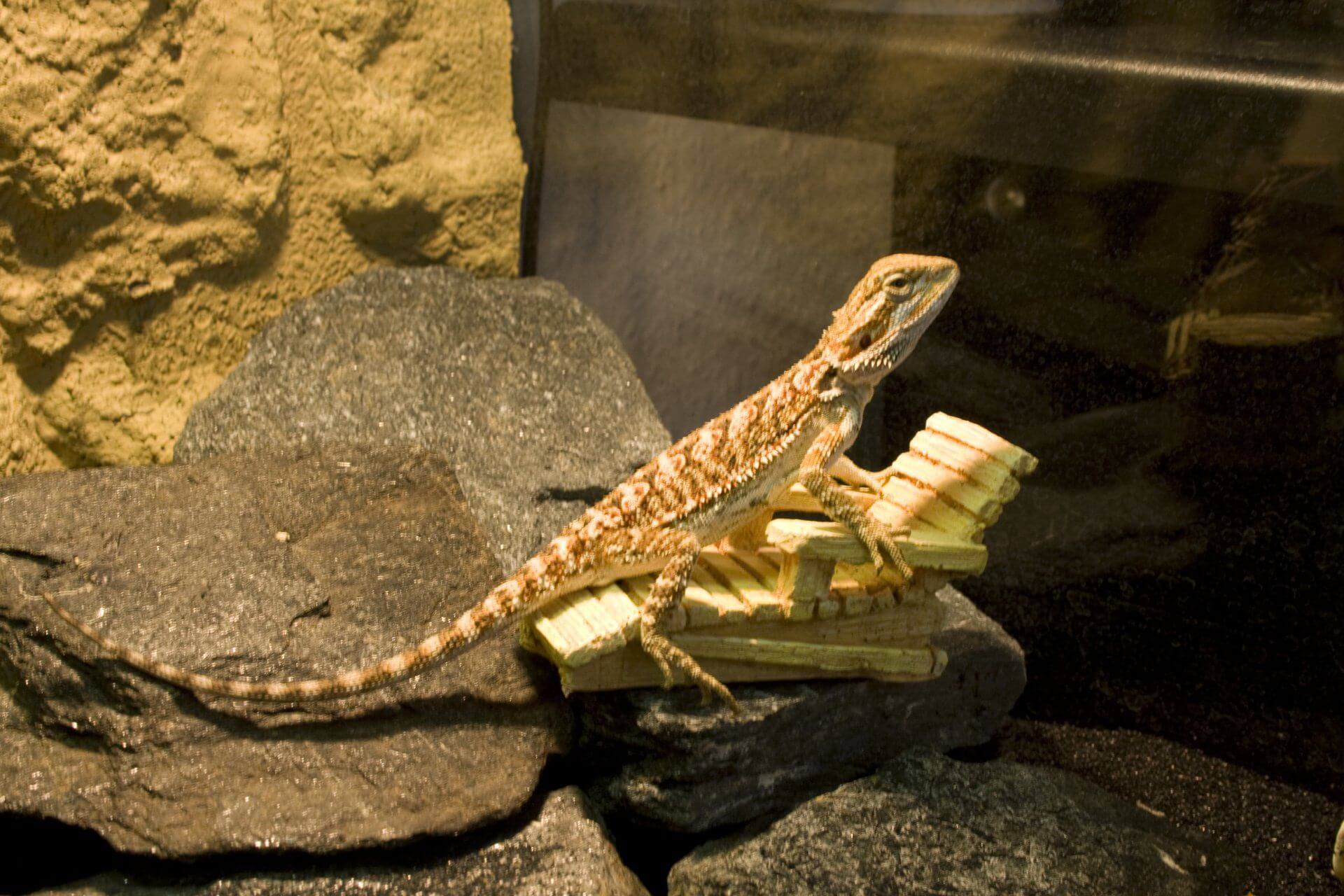 rund um Ernährung, Pflege, Transport und Beschäftigung