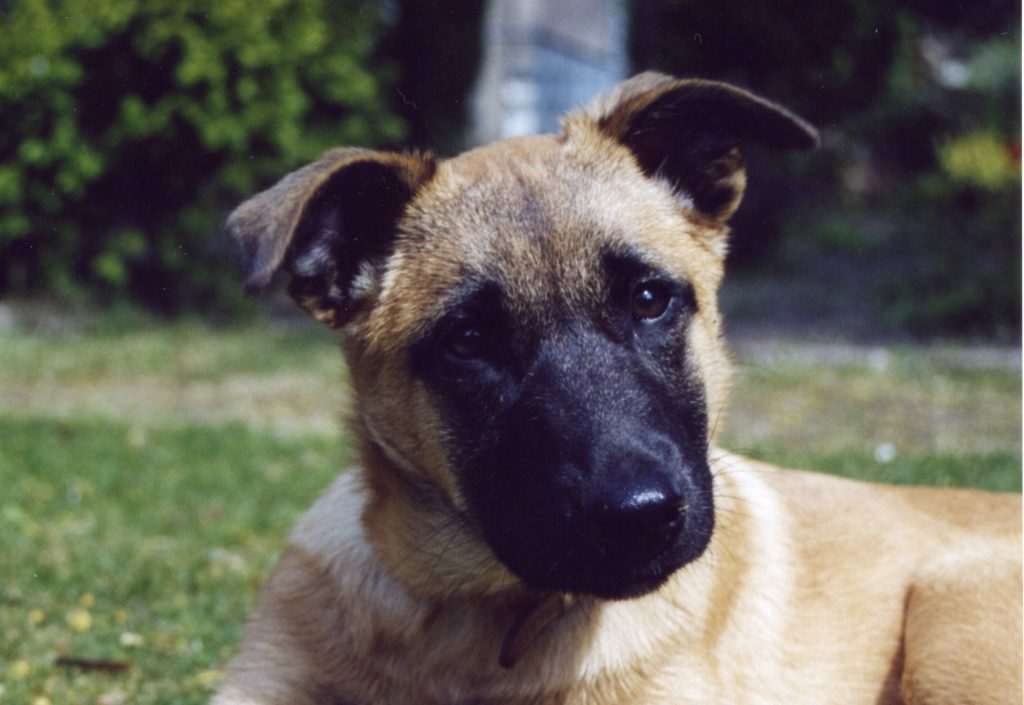 rund um Ernährung, Pflege, Transport und Beschäftigung