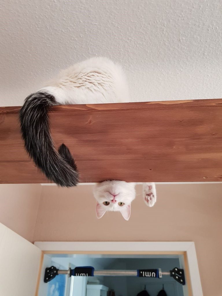 hochwertiges Futter oder unser beliebter Katzenschutznetz-